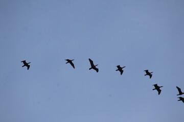 large flock of birds flying overhead 