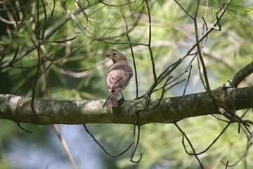 house finch bird in its natural landscape  