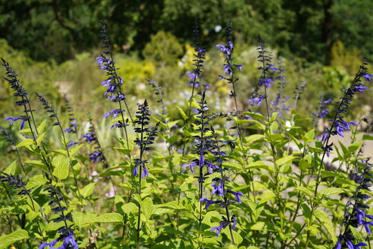image of amazing south american sage(salvia guaranitica) flower during summertime