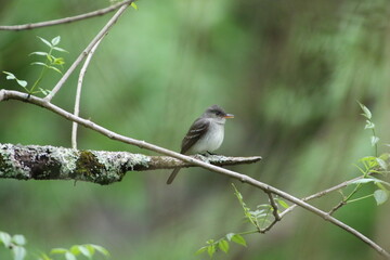 eastern wood pewee bird in its natural landscape 