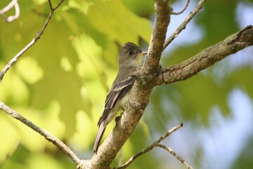 eastern wood pewee bird in its natural landscape 