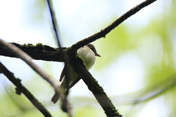 eastern phoebe bird in its natural landscape 
