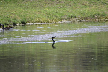 double crested cormorant bird in the water