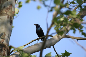 common grackle bird in its natural landscape 