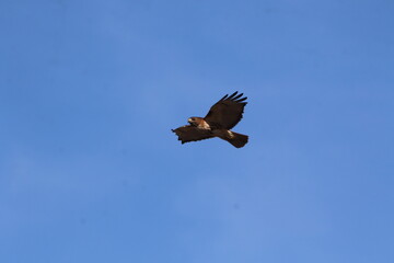 dark morph red tailed hawk  in flight