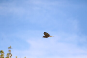 coopers hawk bird  flying in a blue sky
