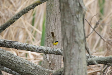 common yellowthroat bird in its natural landscape