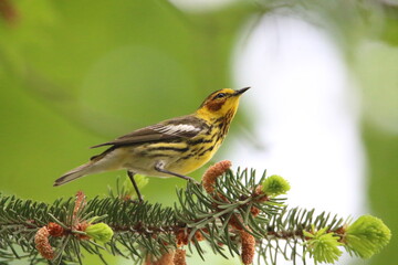 cape may warbler bird in its natural landscape 