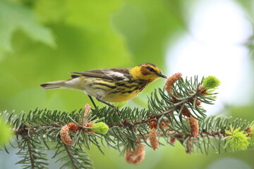 cape may warbler bird in its natural landscape 