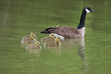 canada goose bird with her goslings 