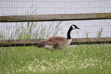 canada goose bird with her goslings 