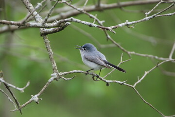 blue gray gnatcatcher bird in its natural landscape 