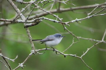 blue gray gnatcatcher bird in its natural landscape 