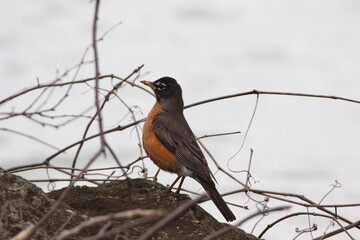 american robin bird in its natural landscape  