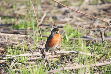 american robin bird in its natural landscape  