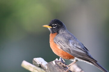 american robin bird in its natural landscape  