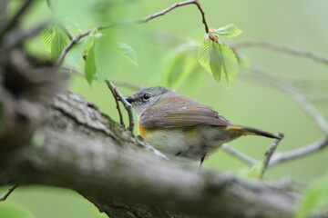 American redstart bird in its natural landscape 