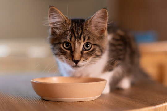 Grey and white kitten drinking water shallow depth of field