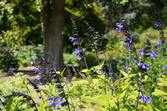image of amazing south american sage(salvia guaranitica) flower during summertime
