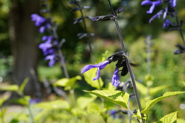 close-up image  south american sage(salvia guaranitica) flower during summertime