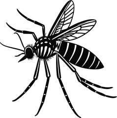 Creepy black arachnid with hairy legs, a venomous predator, isolated on a clean white background