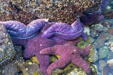 Purple Sea Stars (Pisaster ochraceus) found on rocky beach at low tide on Vancouver Island, British Columbia, Canada