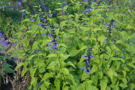 image of  south american sage (salvia guaranitica) in botanical garden