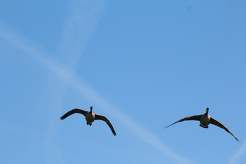 Canada goose birds in flight