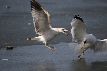 ring billed gull birds fighting on an icy pond