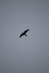 Silhouette of a common nighthawk bird in the sky