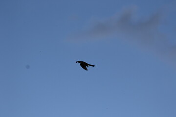Silhouette of a bird in the sky