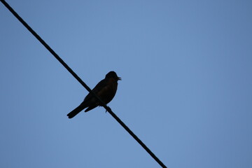 Silhouette of a bird on a wire
