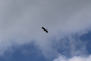 Silhouette of a bird in the sky