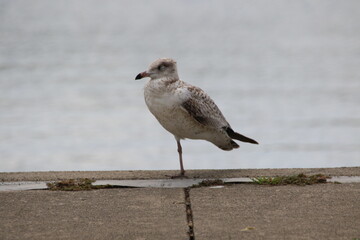 ring billed gull perching on a dock
