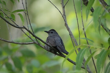 gray catbird perched on a branch