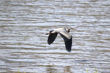 great blue heron flying low over the water