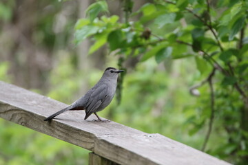 gray catbrid perched on a wooden deck