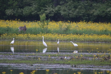flock of egrets wading in pond with deer in background