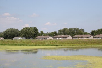 flock of egrets flying over a suburban pond