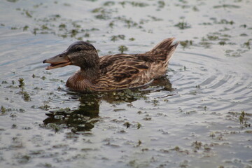 female northern shoveler duck quacking