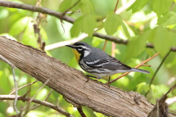 closeup of a yellow throated warbler