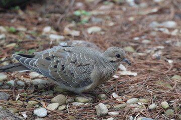 close up of young fledgling moring dove bird