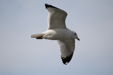 close up of seagull in flight