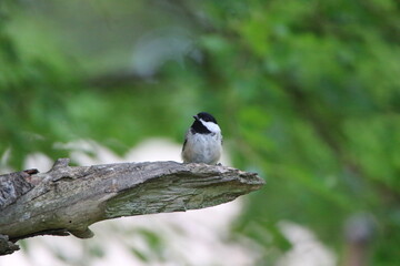 chickadee perched on a branch