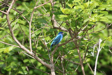 bright blue indigo bunting bird