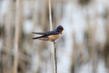 bran swallow balancing on a leaf