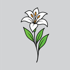 White Canna Lily Clipart for Digital Use