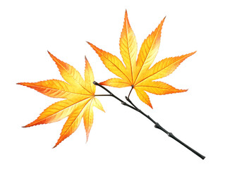 Naklejka premium Two yellow autumn maple leaves on branch isolated on a transparent background leaf