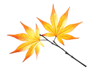 Two yellow autumn maple leaves on branch isolated on a transparent background leaf