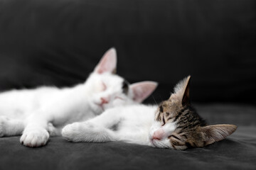 Two adorable kittens cuddling and sleeping peacefully on a soft black blanket, symbolizing love, comfort, friendship, and relaxation in a cozy indoor home environment, perfect for pet care themes.